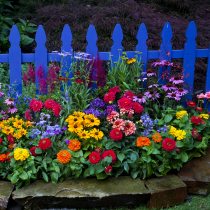 Perennial wildflower combination flower seed seed four seasons flowering courtyard indoor outdoor flower seed flower seed flower sea