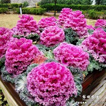 Kale seed Laver potted ornamental peony peony flower cabbage cabbage green cabbage