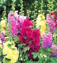 Perennial double petal low pole potted Hollyhock seed one Zhang red tall plant flower seed seed Four Seasons outdoor easy to live