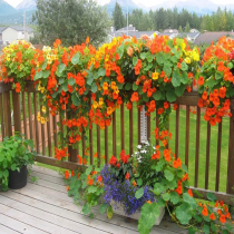 Newly picked nasturtium seeds nasturtium seeds Four Seasons indoor and outdoor balcony climbing flowers dry lotus seeds