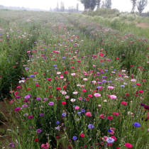 Cornflower seed greening project flower sea flower seed blue flower blue hibiscus seed litchi chrysanthemum