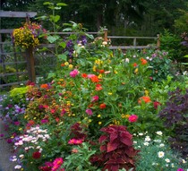 Herbal flower seeds Four Seasons outdoor courtyard greening flowers sea to create indoor balcony potted large-scale flower seeds