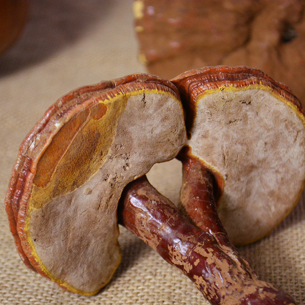 赤灵芝 林芝 整枝灵芝 200g生灵芝片红芝赤灵芝林芝