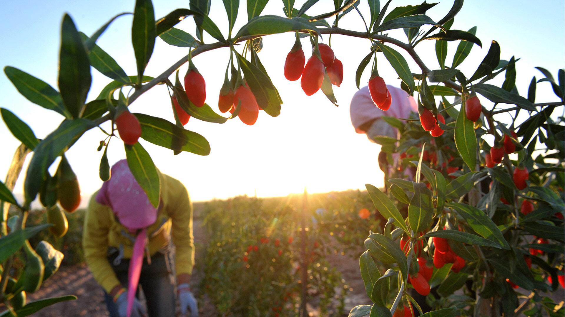 原料产地— 77 —每袋枸杞都是采用的10克一袋的小包装,要知道枸杞
