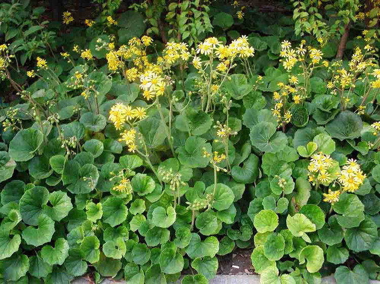 大吴凤草 别名八角乌 一叶莲 大马蹄香 花园镶边植物耐寒花期长