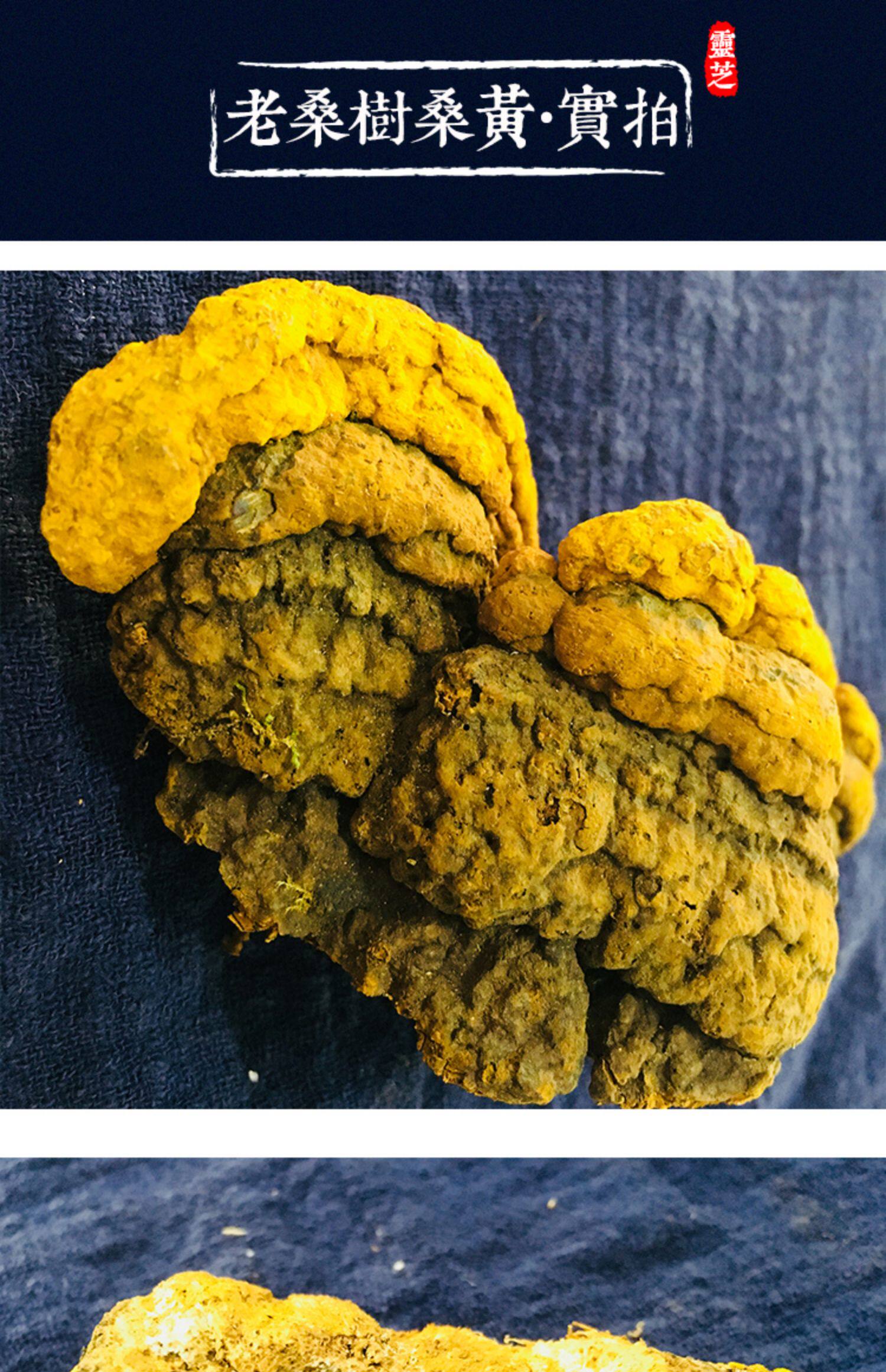 桑树桑黄野生特级250g正品纯天然金边可切块非500g桑黄茶孔菌灵芝