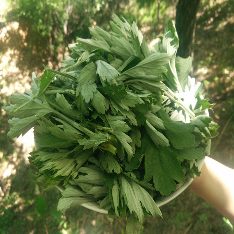野生艾叶 陈艾草艾叶草 干艾草叶泡脚包泡澡祛湿暖宫艾条艾绒艾柱