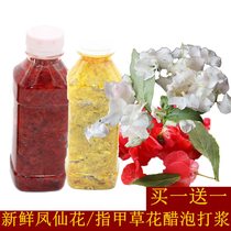 Fresh impatiens henna flowers dry flowers dyed nails dyed hair pick delivery