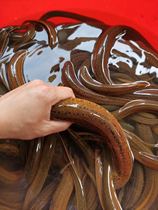 Freshly killed eels 1 kg of fresh eels caught in the countryside of Huarongs hometown in Yueyang Hunan