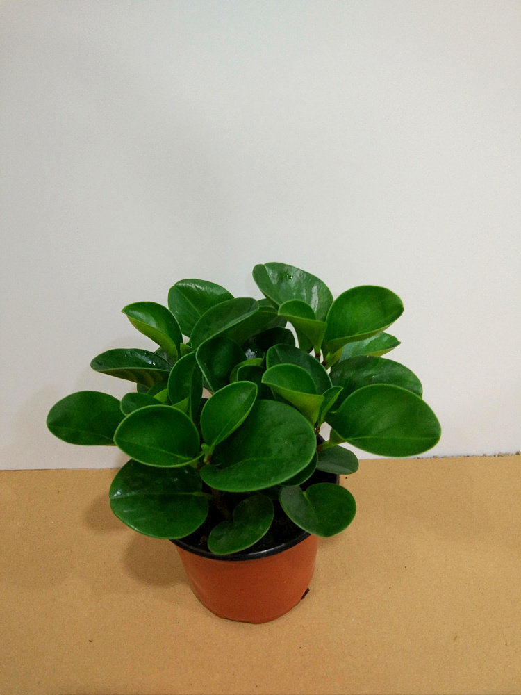 包邮豆瓣绿电脑宝贝桌面小盆栽电脑防辐射青叶红叶碧玉绿植盆栽