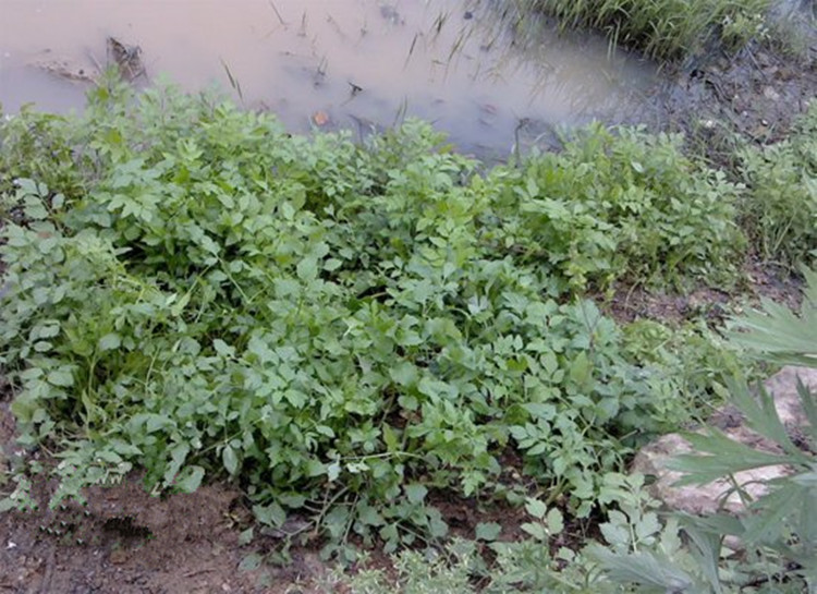 野生水芹菜天然水芹菜苗湿地种植植物浮岛种植植物水生植物各种齐_7折