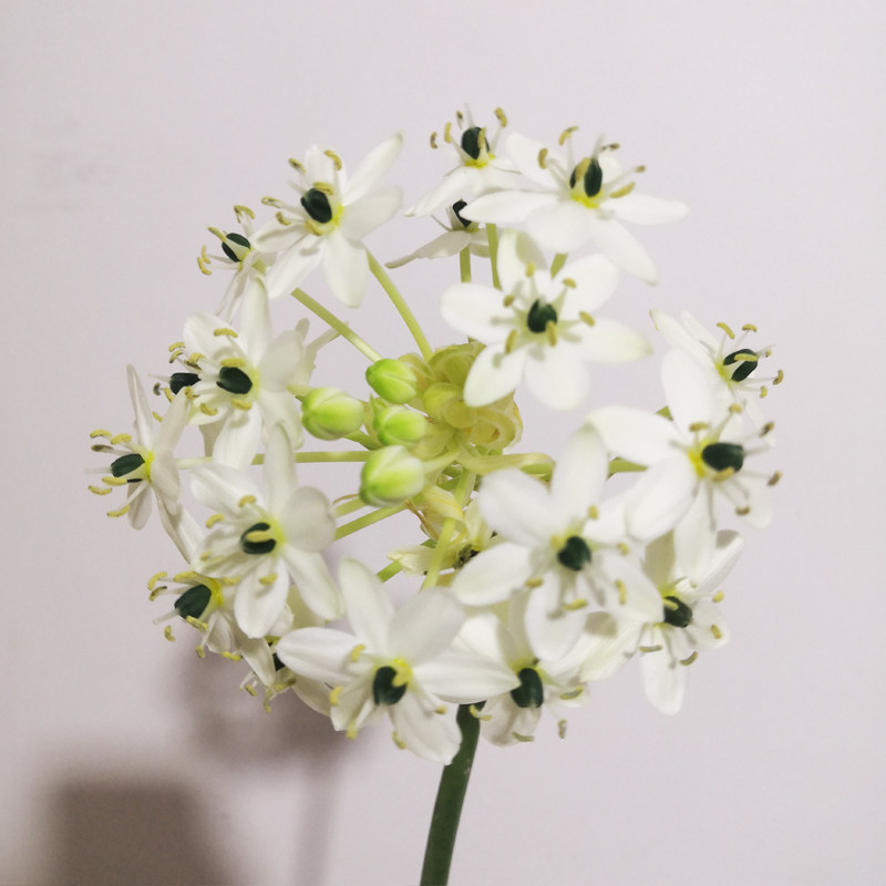 天鹅绒鲜花 伯利恒之星云南昆明斗南基地直发室内水养小清新花卉