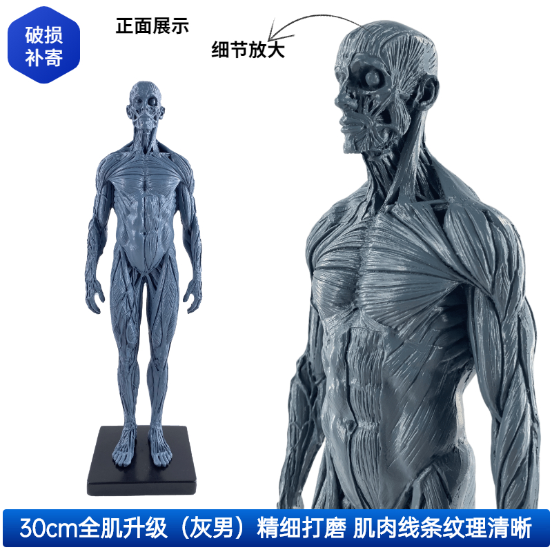 30cm艺用人体模型肌肉骨骼解剖人体结构美术模型CG绘画雕塑教学-Taobao