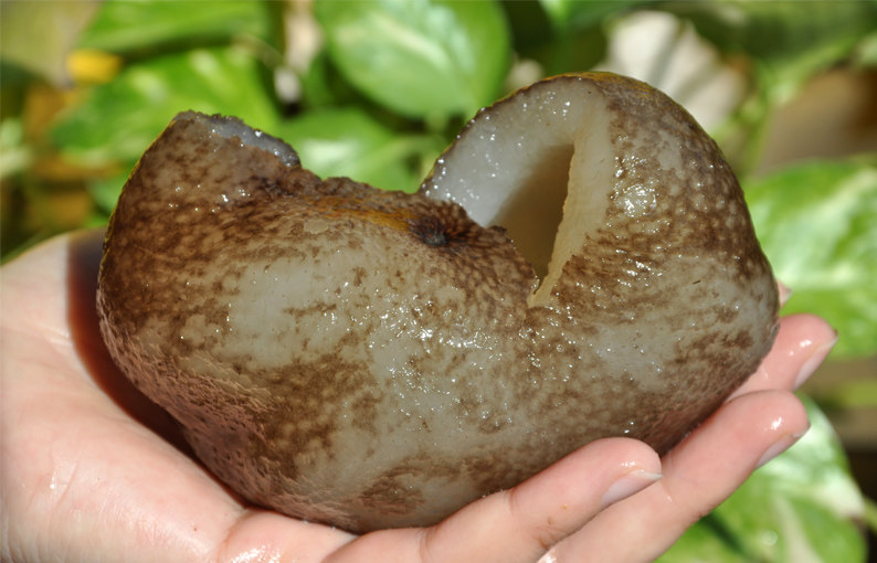 球参澳洲海参乌元参进口野生海参淡干货海产品龙眼参非辽参25.