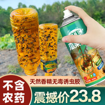 Fruit fruits fruit flies sticky fruit flies traps swarms swarms yellow board sticky worm needle bee attractant