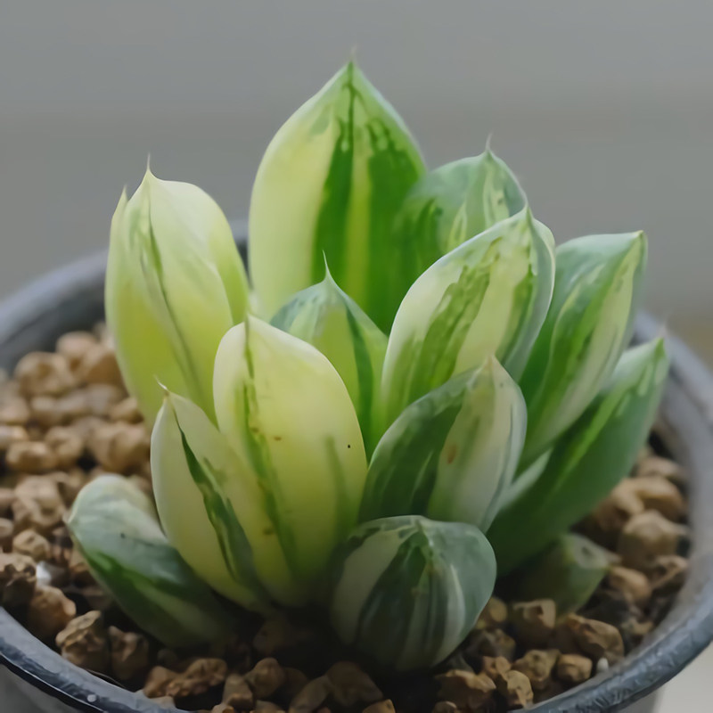 宝草玉露锦 多肉植物 阳台桌面小盆栽 百益花阁_7折现价20元