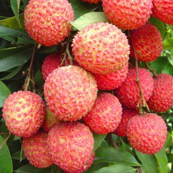 荔枝 高州桂味 非白糖罂妃子笑深圳南山糯米糍新鲜荔枝水果 5斤装_9折