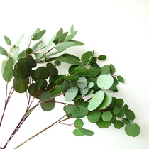 Simulation fake flower plant Eucalyptus leaf money leaf Eucalyptus fruit Oufa gardening model room photography decoration