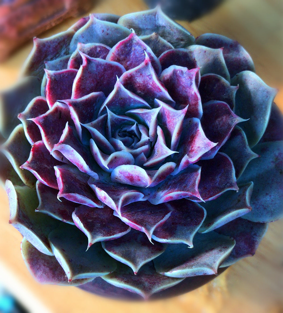 清晰园艺秒杀 财路 4-5cm 多肉植物数量不多多拍不发限购五个