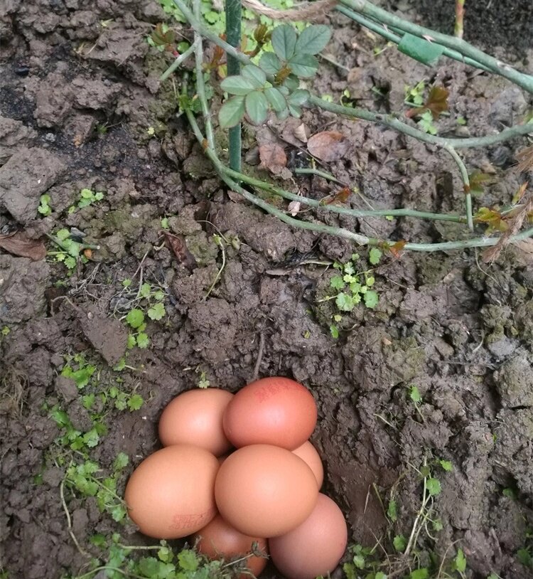 花增多盆栽月季花卉有机营养土育苗栽培基质园艺多肉种植大包土不过