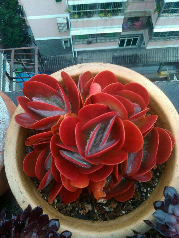 多肉唐印盆盆养得那么出彩就得这样做