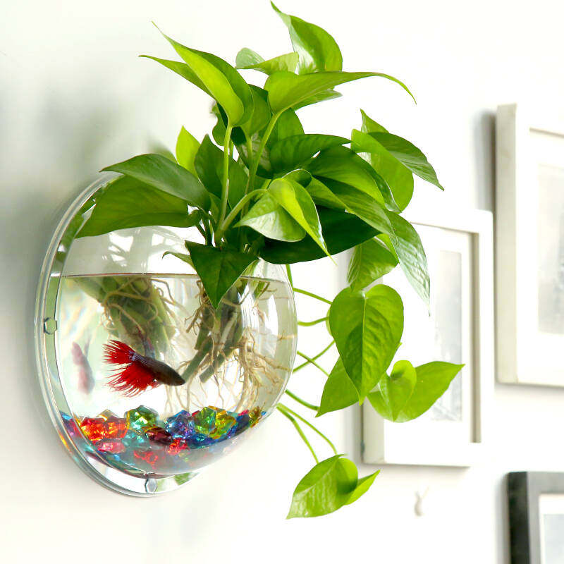 也可以在鱼缸里放上一株绿萝,鱼粪可以作为养料,小鱼也可以吃掉花儿