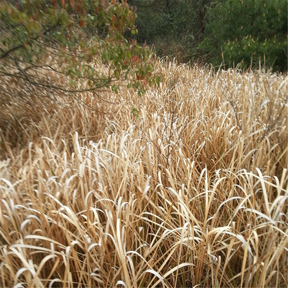 野生新鲜茅草根现挖白茅根竹蔗茅草根新鲜毛草根中药材 2斤包邮