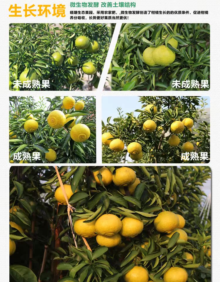象山青 春香 黄金贡柚新鲜水果桔子橘子柑橘柚大棚果五斤包邮_7折现价