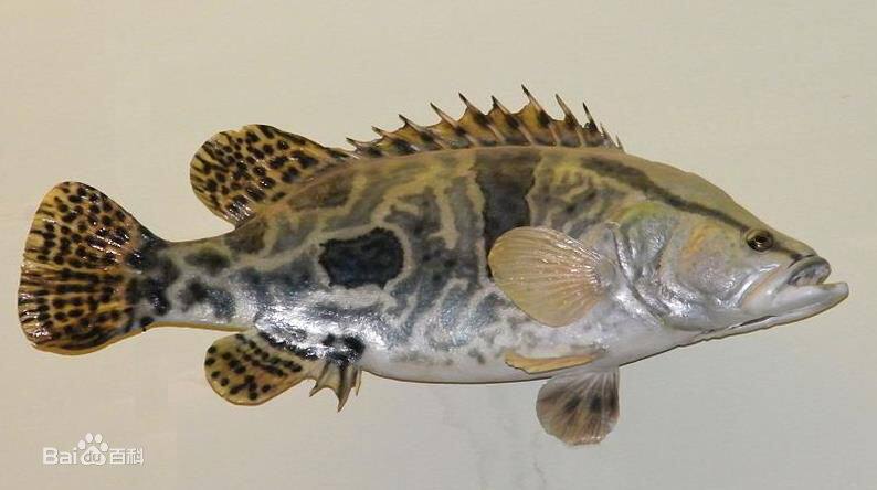 松花江鳜[jué] [guì]俗称鳜鱼,花鲫鱼,桂鱼,季花鱼等,是中国特产的