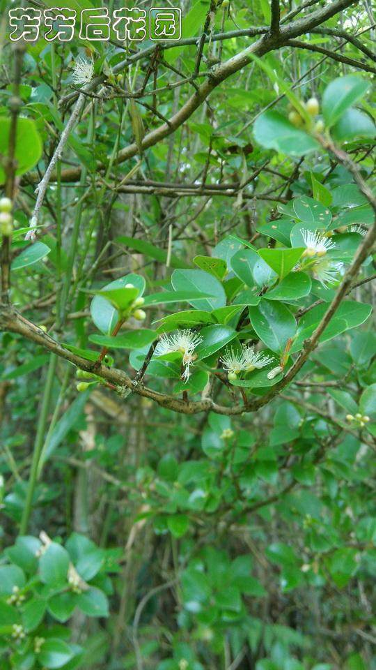 野生赤楠盆景树桩下山桩火炭树山乌珠瓜子木活古桩微景观小树桩新