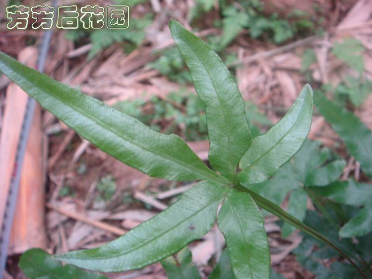 野生凤尾蕨鸡爪草鸡脚草金鸡尾小型蕨类植物荫生盆栽庭院绿化苗
