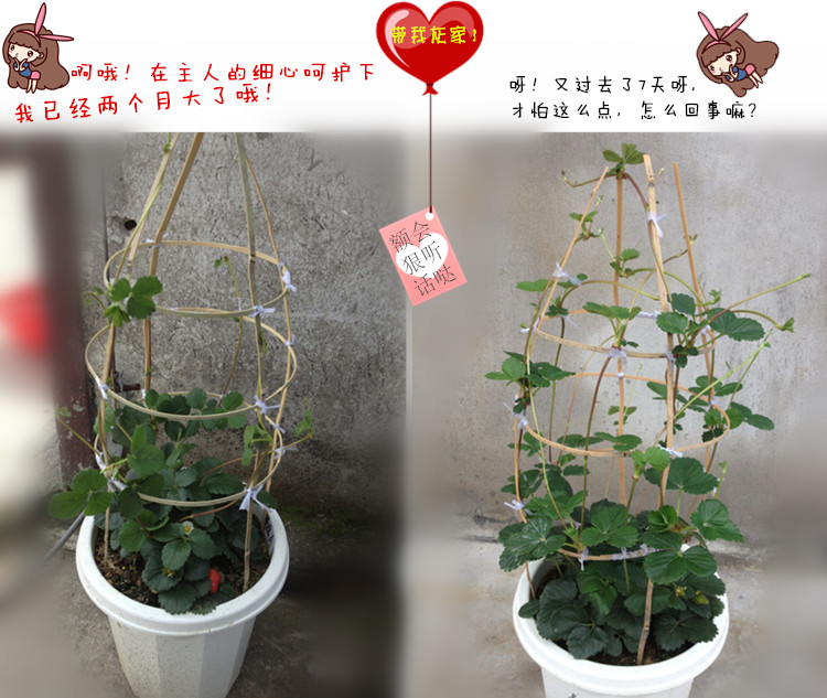 德国 攀援草莓苗 四季结果 盆栽绿植爬藤 果树苗aromastar种子苗