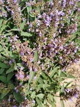 Fresh sage 500g with flowers to buy five pounds