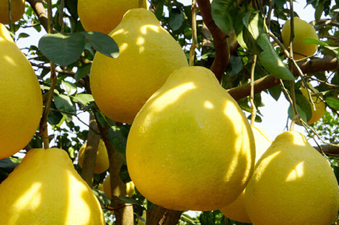 20斤正宗南康甜柚赣南斋婆柚江西特产时令水果柚子新鲜喵生鲜