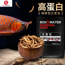 Bio Male Dragon Fish Silver Dragon Fish Feed Botts Blood Parrot Fish Food Barley Insect Tropical Fish Fish Grain in the Aquarium