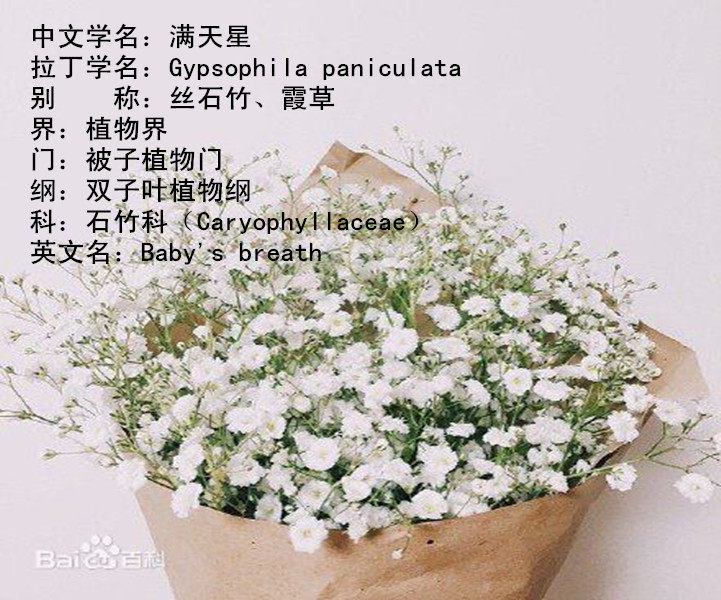 满天星 押花花材滴胶干花diy手工花材植物教学干花天然真花标本_双氙