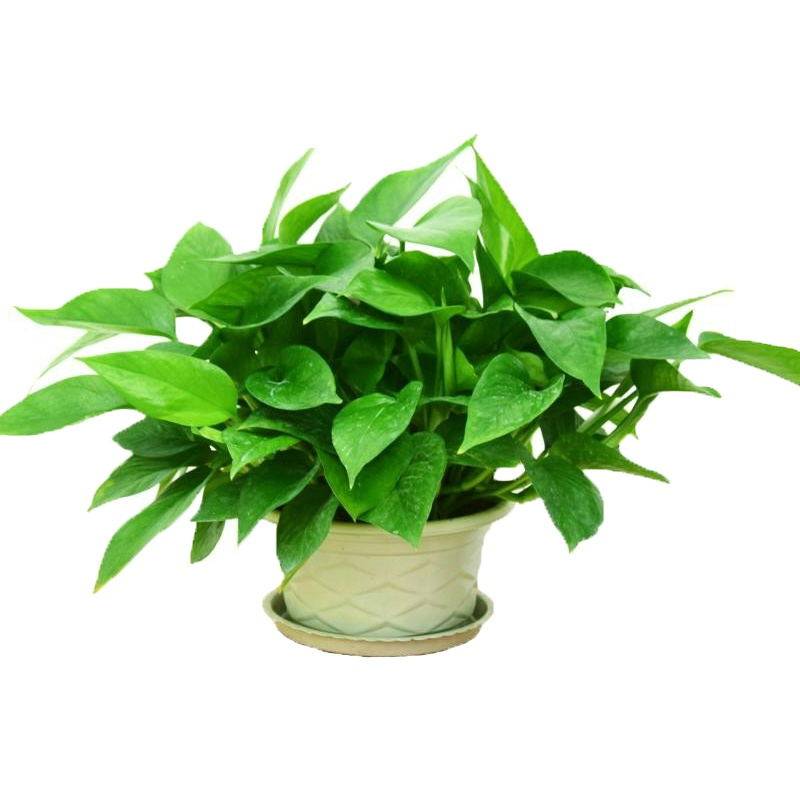 绿萝室内观花植物吸甲醛绿植绿箩办公室抗雾霾小盆栽植物绿萝绿罗