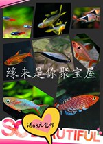 Grass tank lamp fish light fish collection small tropical fish triangle light blue eye lamp Diamond lamp etc.