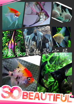 Anxie fish colorful fairy fish swallows fish beautiful grass tank fish multiple species tropical fish