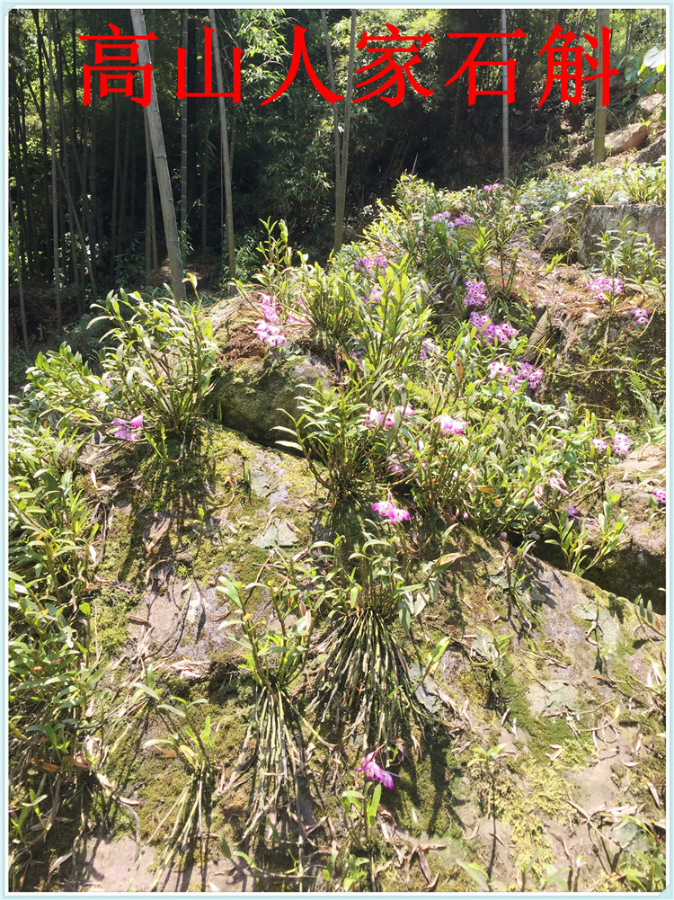 央视报道高山人家4年以上赤水野生金钗石斛鲜条非铁皮