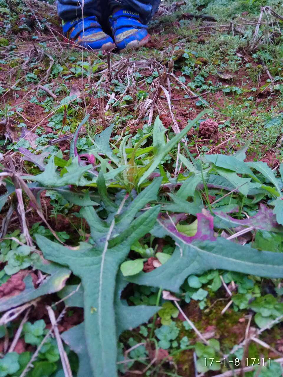 野生蒲公英新鲜婆婆丁绿色黄花地丁非种植现挖天然野菜1000克包邮