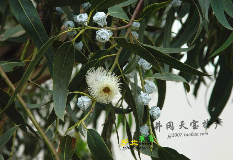 井冈山野生特级一口盅一口钟 缓解喉咙不适 化痰护嗓子 500克包邮