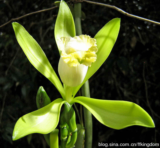 大花香荚兰 植物 苗 vanilla fragrans 园艺品 种植 盆栽 香草