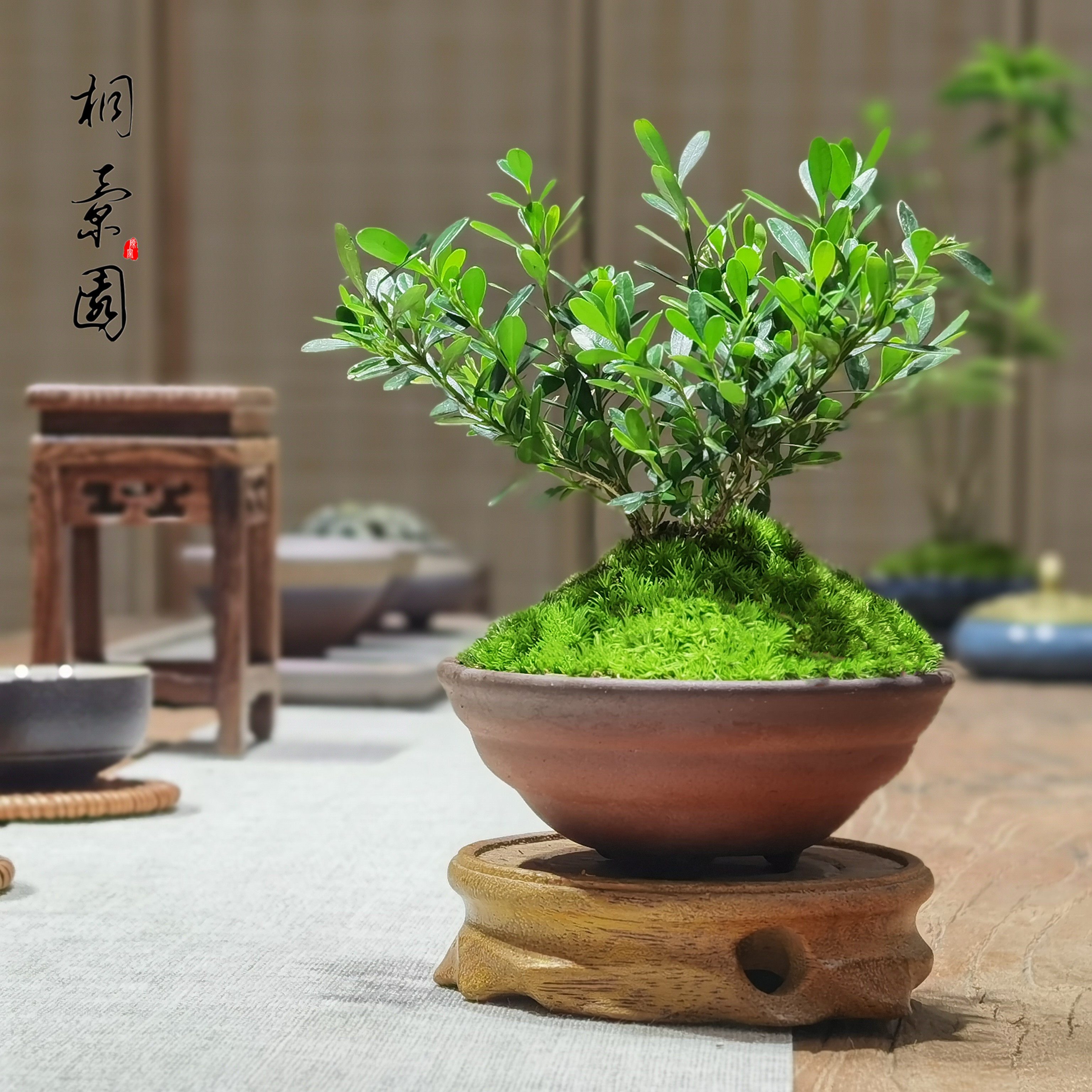 雀舌黄杨绿植小叶微型盆景皱皮小苗室内办公好养植物四季迷你盆栽