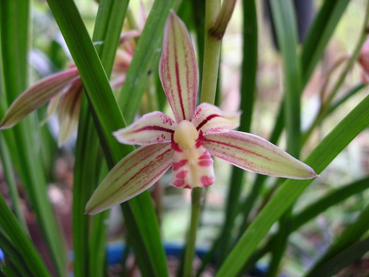 当前热销兰花苗建兰夏带花苞彩虹仙子带芽花卉植物盆栽室内盆景浓香型