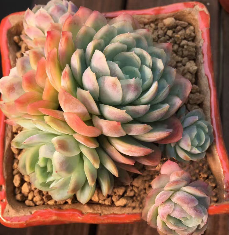 日本冰梅 进口多肉植物冰莓10cm多头群生状态超美一物一拍满包邮