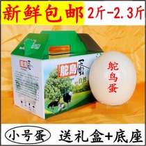 Fresh ostrich eggs (small) 2kg farm self-produced and sold ostrich eggs