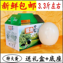 Fresh ostrich egg extra large African dinosaur egg emu egg emu egg Shunfeng edible