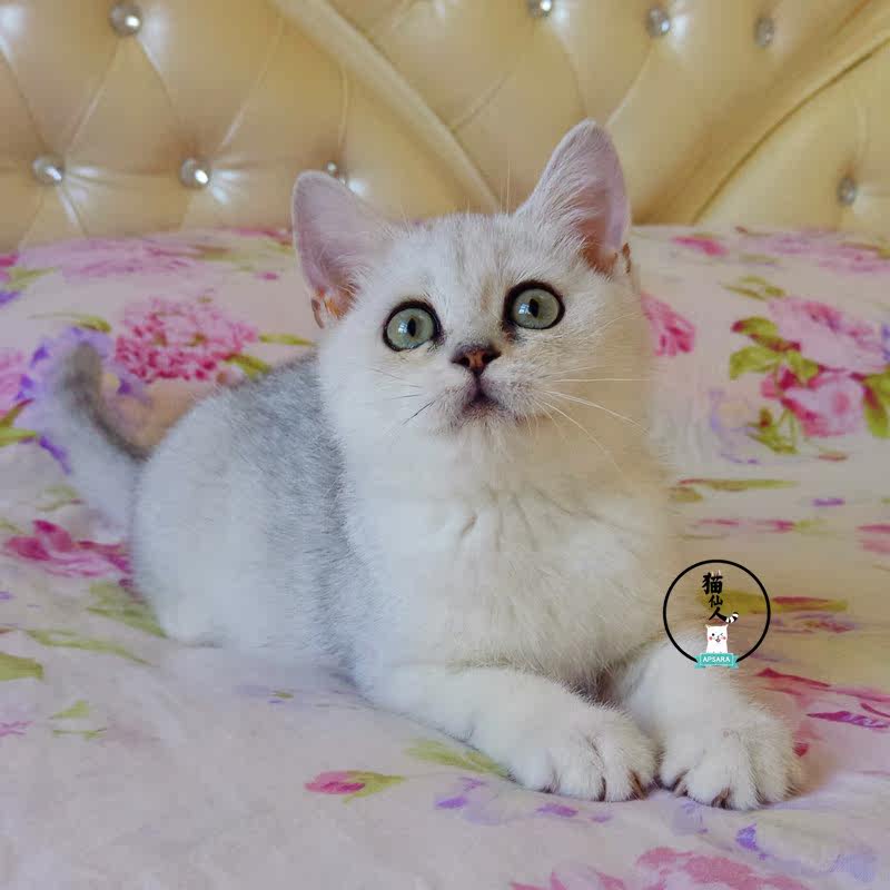 猫仙人猫舍 银渐层英国短毛猫活体宠物小母猫苏格兰立耳猫mm_7折现价