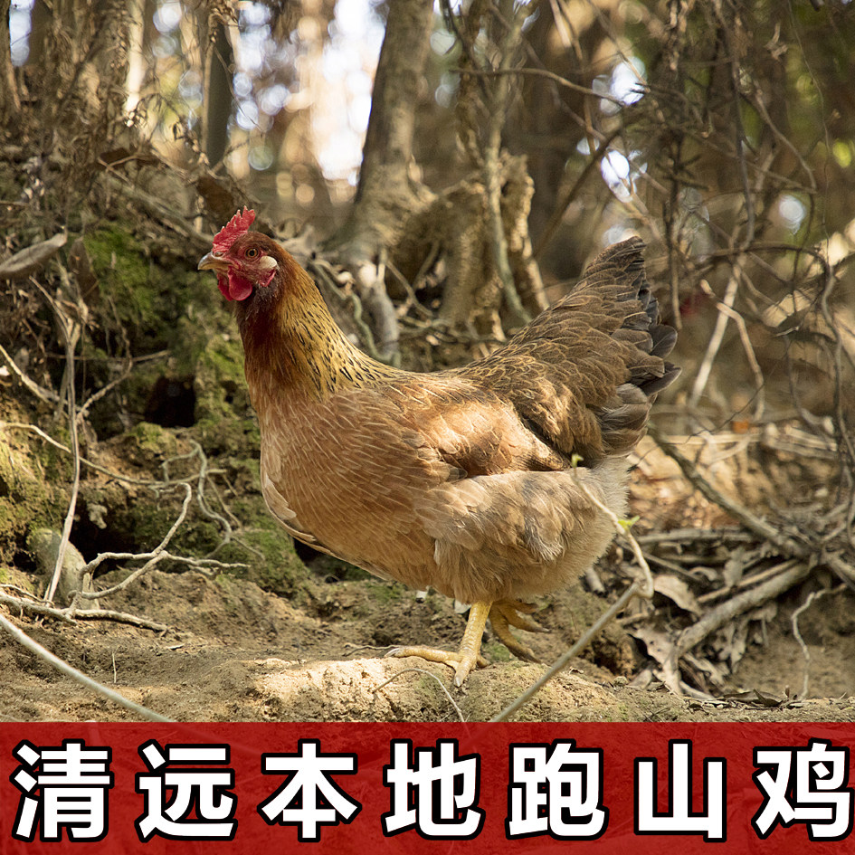 抚州西湖百事通燕琴